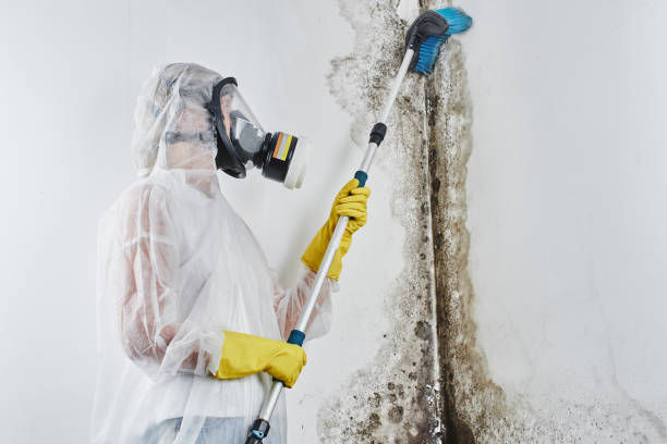 Best Mold Damage Repair  in Brushy Creek, TX