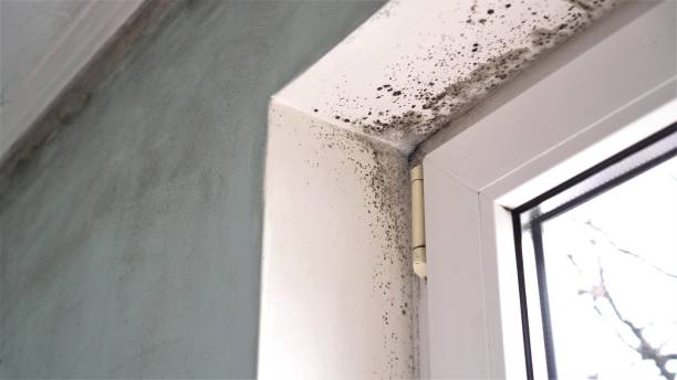 Best Toxic Mold Removal  in Brushy Creek, TX