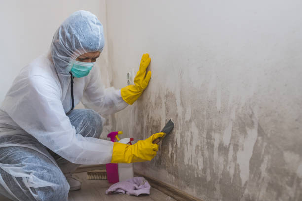Best Emergency Mold Removal  in Brushy Creek, TX