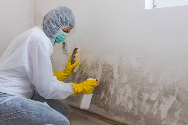 Best Mold Damage Repair  in Brushy Creek, TX