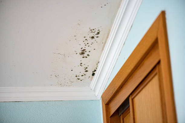Mold Removal Process in Brushy Creek, TX