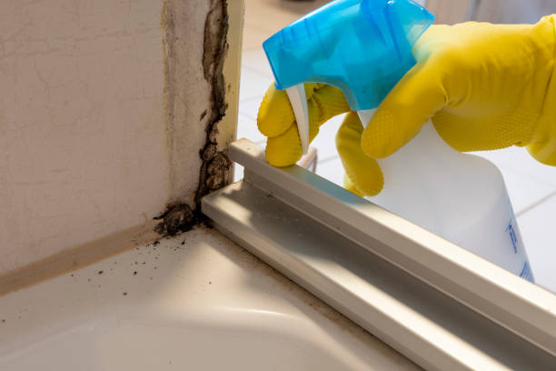 Best Crawl Space Mold Removal  in Brushy Creek, TX