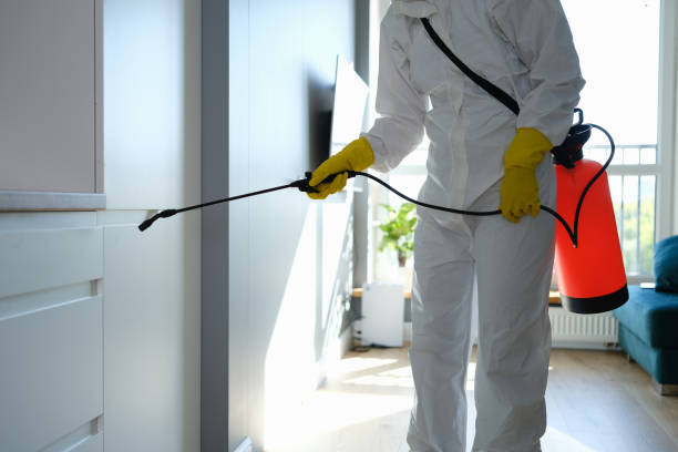 Trusted Brushy Creek, TX Mold Removal Experts