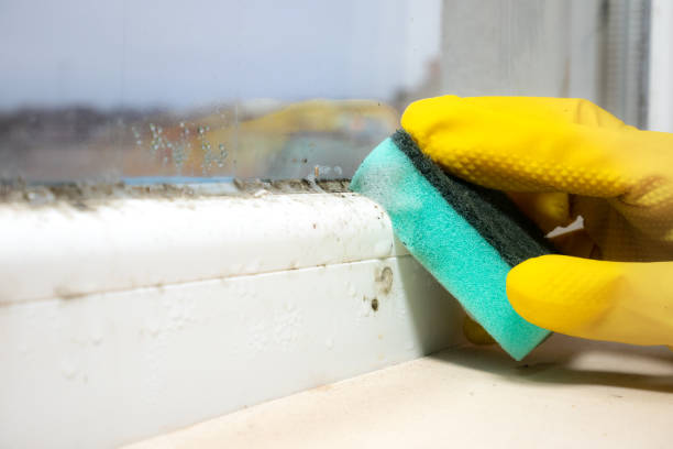 Mold Testing and Removal in Brushy Creek, TX