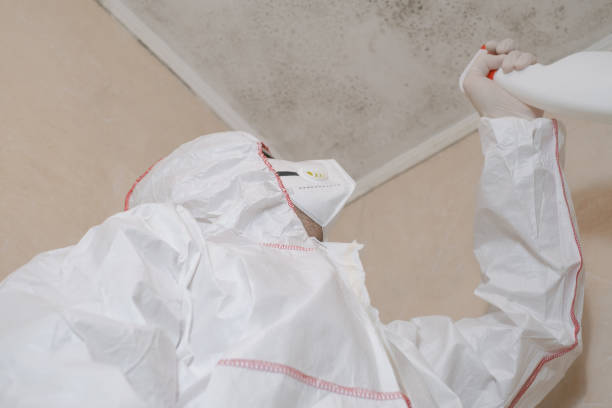 Best Mold Remediation  in Brushy Creek, TX