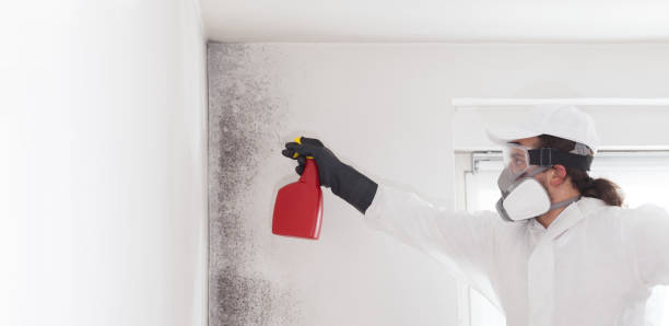 Best Certified Mold Removal  in Brushy Creek, TX