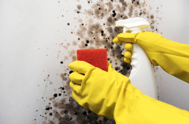 Best Office Mold Removal Services  in Brushy Creek, TX