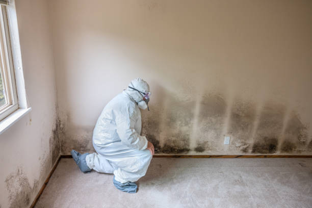 Best Professional Mold Removal  in Brushy Creek, TX