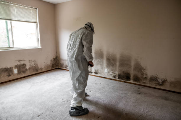 Best Home Mold Removal  in Brushy Creek, TX