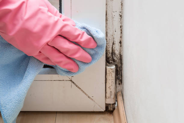Best Commercial Mold Removal  in Brushy Creek, TX