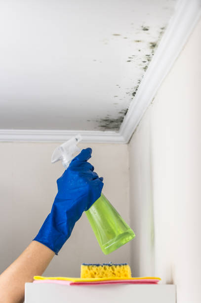 Best Mold Removal Process  in Brushy Creek, TX