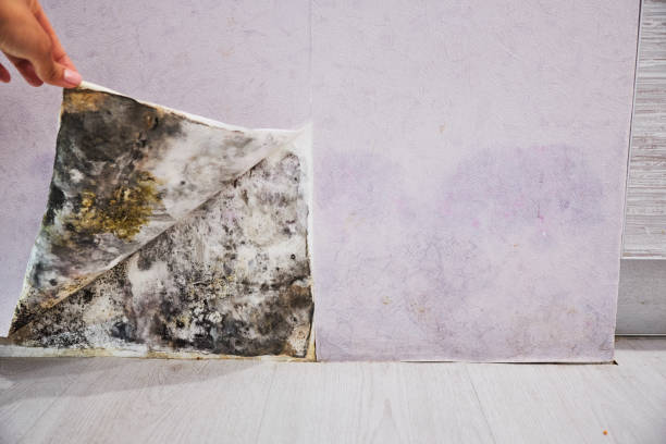 Best Professional Mold Removal  in Brushy Creek, TX